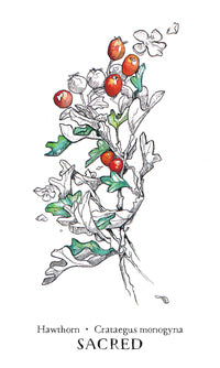 
                  
                    Hedgewitch Botanical Oracle
                  
                
