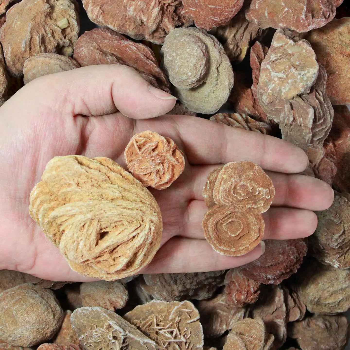 
                  
                    Desert Rose
                  
                