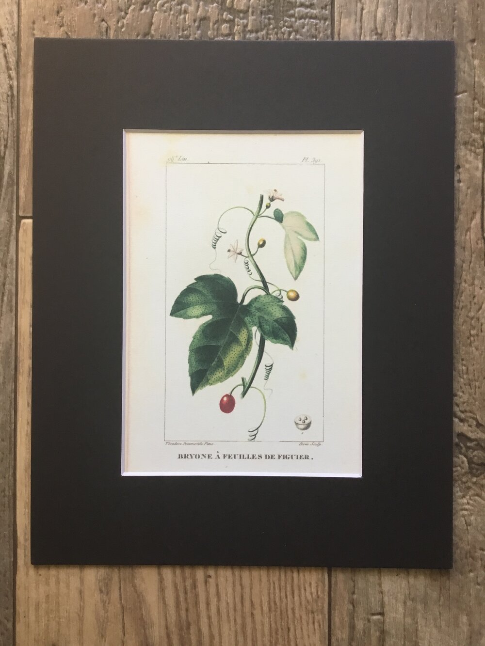 Bryony Botanical Illustration Print
