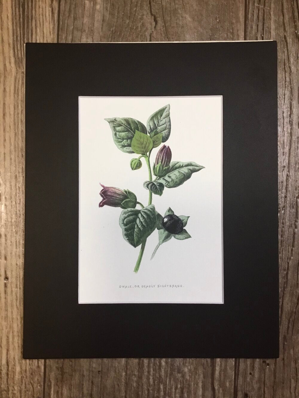 Deadly Nightshade Botanical Print