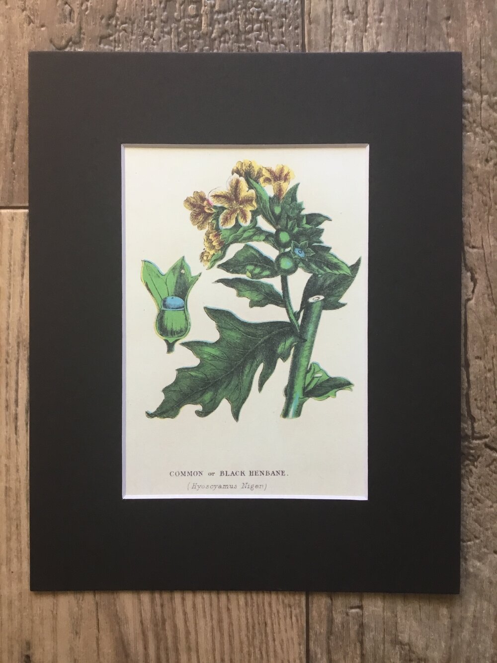 Black Henbane Botanical Illustration Print