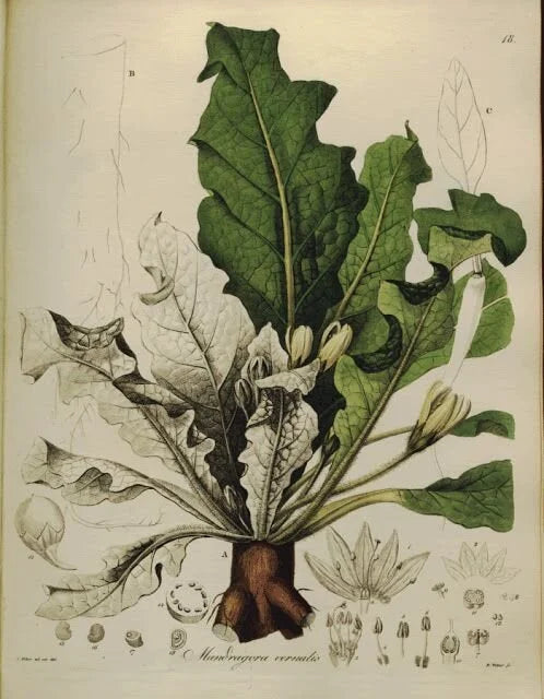 
                  
                    Mandrake Extract
                  
                