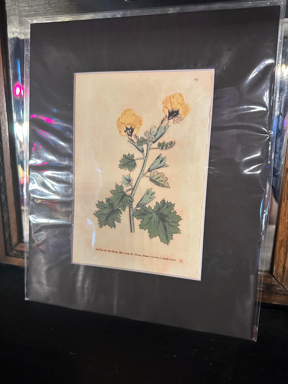 Golden-Flowered Henbane Botanical Illustration Print